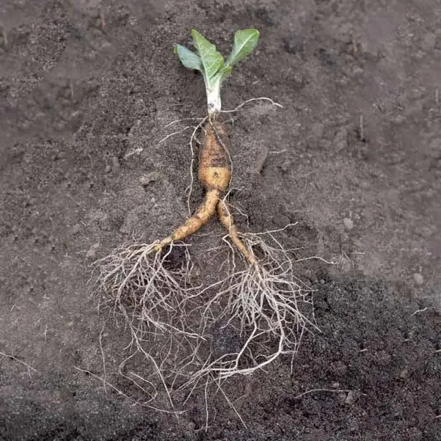 Urtegartneriet Alrune Mandragora officinarum plante giftig flerårig