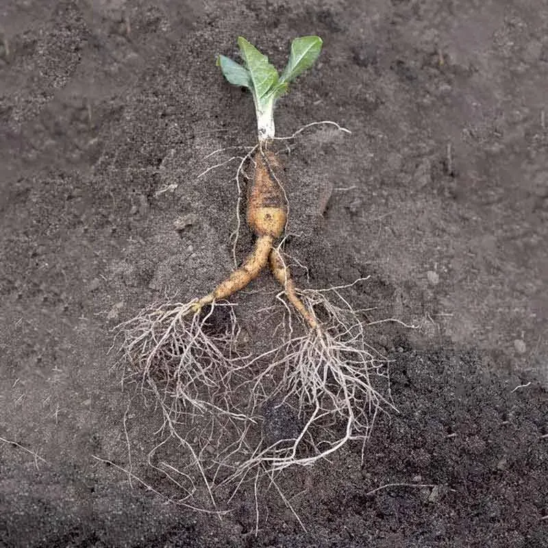 Urtegartneriet Alrune Mandragora officinarum plante giftig flerårig