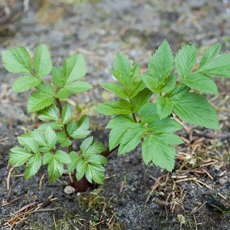 Urtegartneriet øko Kvan frø 25 stk Angelica