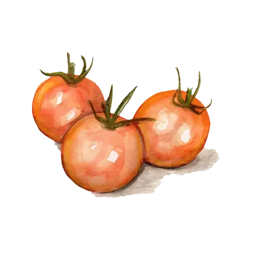 NordFrö Goldiana tomatfrø orange cherrytomat