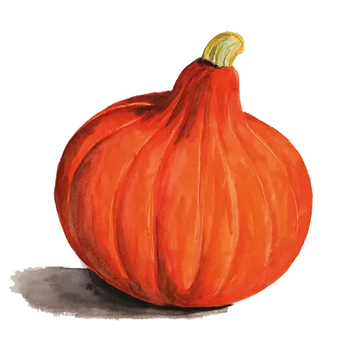 NordFrö Uchiki Kuri græskarfrø orange