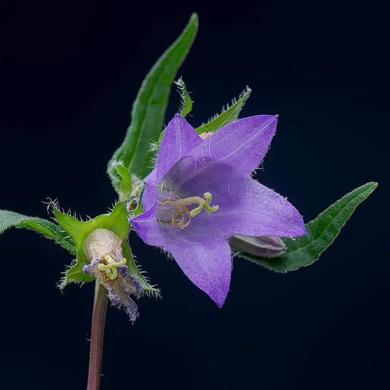 Urtegartneriet øko Nældeklokke Campanula trachelium frø 50 stk