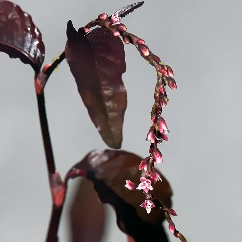 Urtegartneriet øko Vandpeber japansk frø Polygonum 80 cm