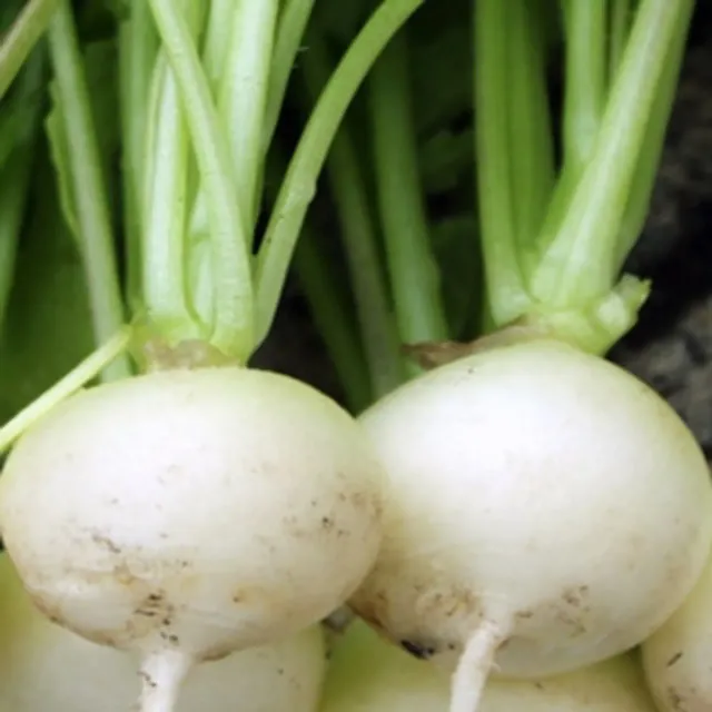 Natureseeds Albina Radise frø hvide sprøde