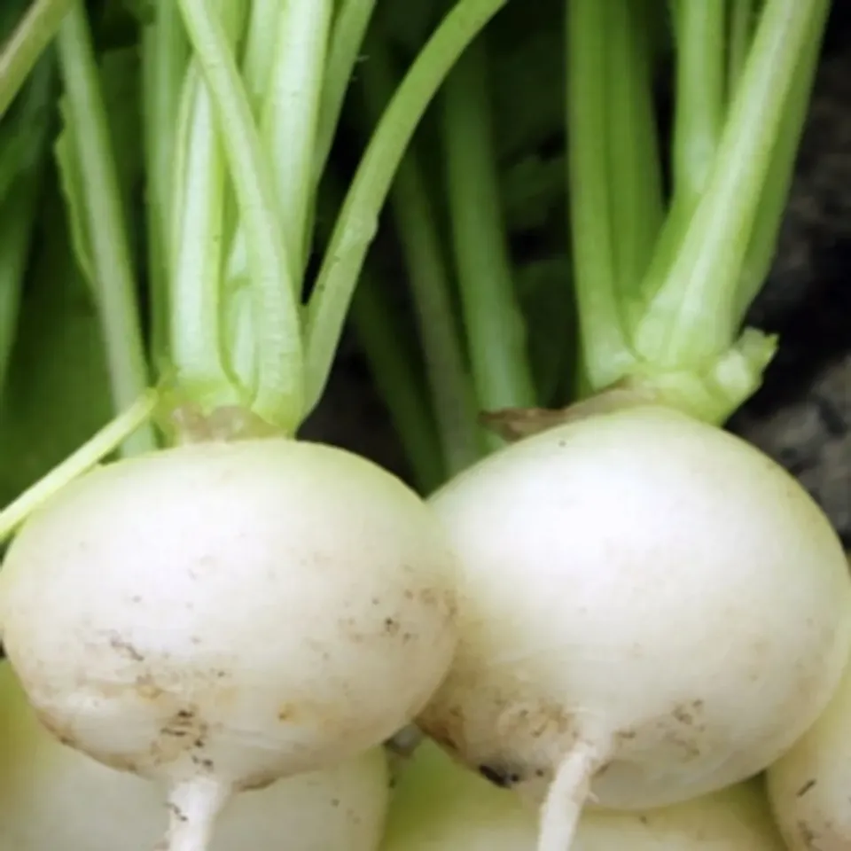 Natureseeds Albina Radise frø hvide sprøde