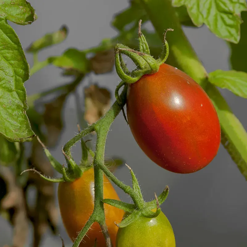 Urtegartneriet øko Black Plum blommetomatfrø 20 frø
