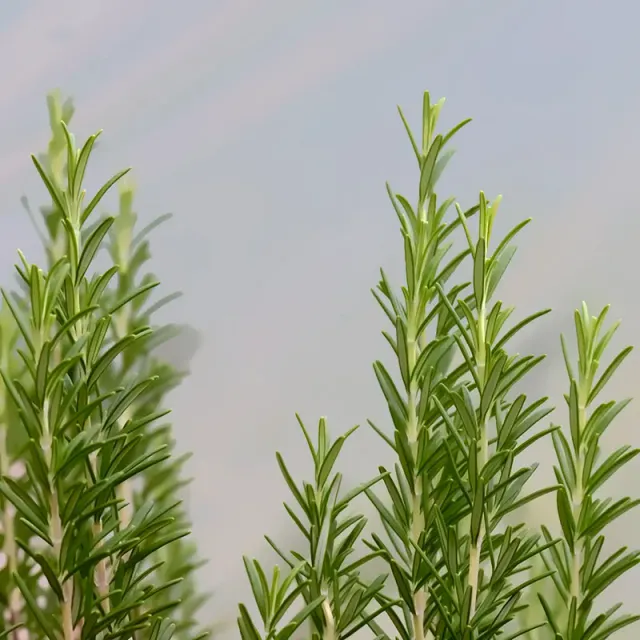 Urtegartneriet øko Rosmarin Rosmarinus officinalis frø ca. 100 frø krydderurt