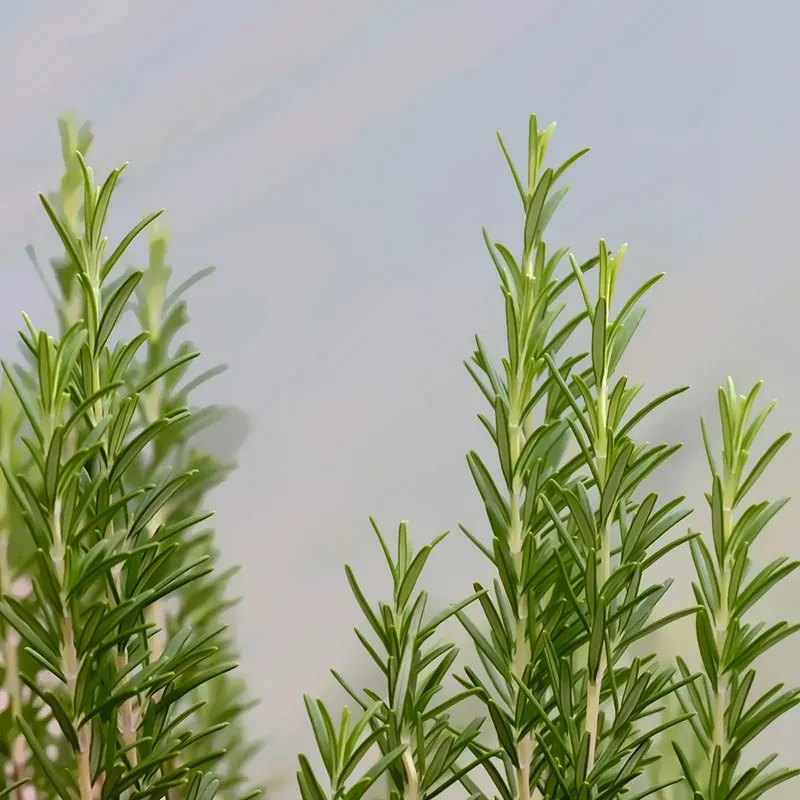 Urtegartneriet øko Rosmarin Rosmarinus officinalis frø ca. 100 frø krydderurt
