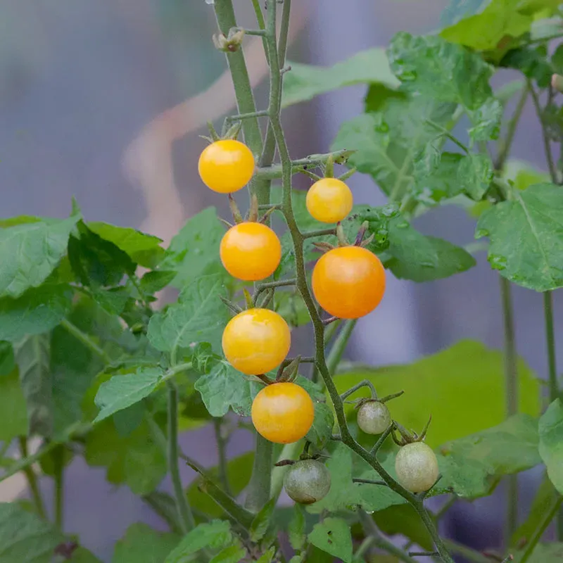 Urtegartneriet øko Vild Tomat tomatfrø 20 frø