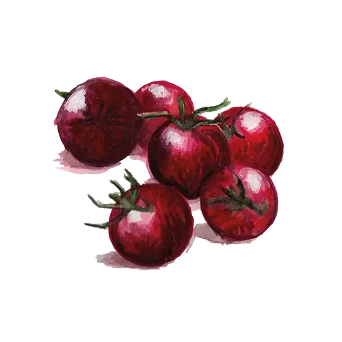 NordFrö Black Sweet Cherry tomatfrø mørk
