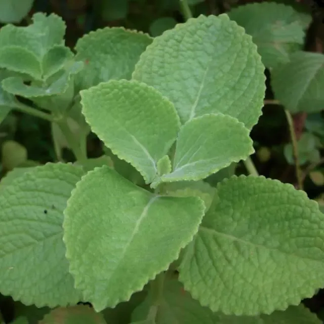 Urtegartneriet øko Seven Seas Plectranthus krydderurt stueplante