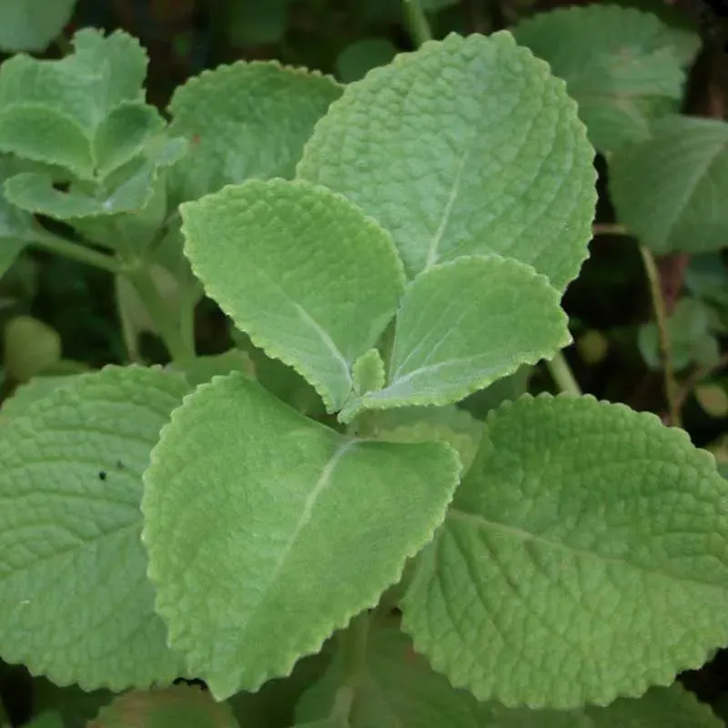 Urtegartneriet øko Seven Seas Plectranthus krydderurt stueplante