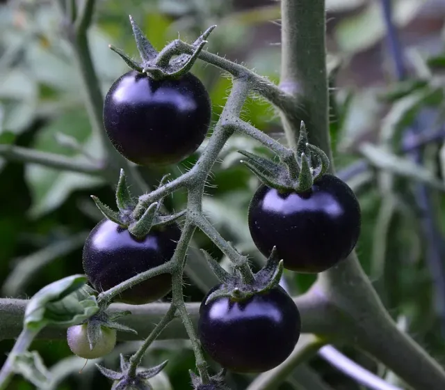 Natureseeds Sort Cherrytomat tomatfrø 10 mørk