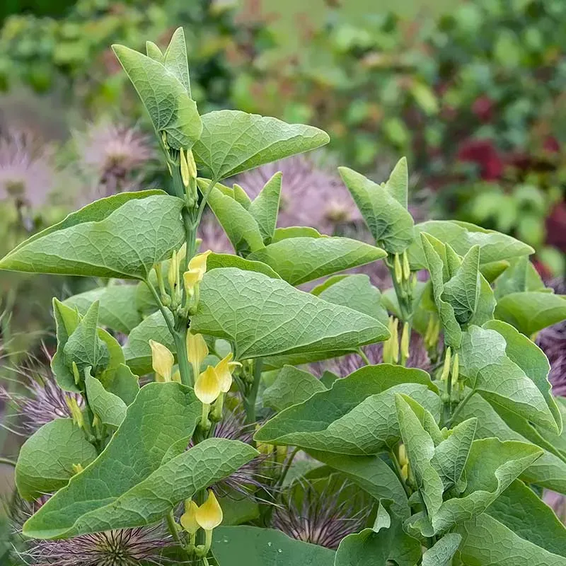 Urtegartneriet øko Slangerod Aristolochia clematitis frø flerårig