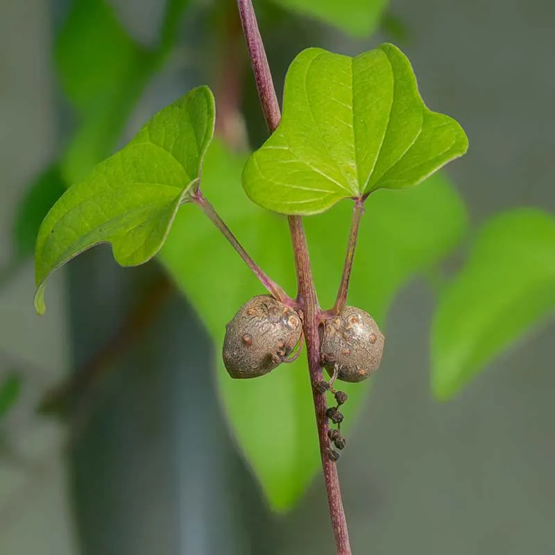 Urtegartneriet øko Lysrod Dioscorea batatas plante drivhus