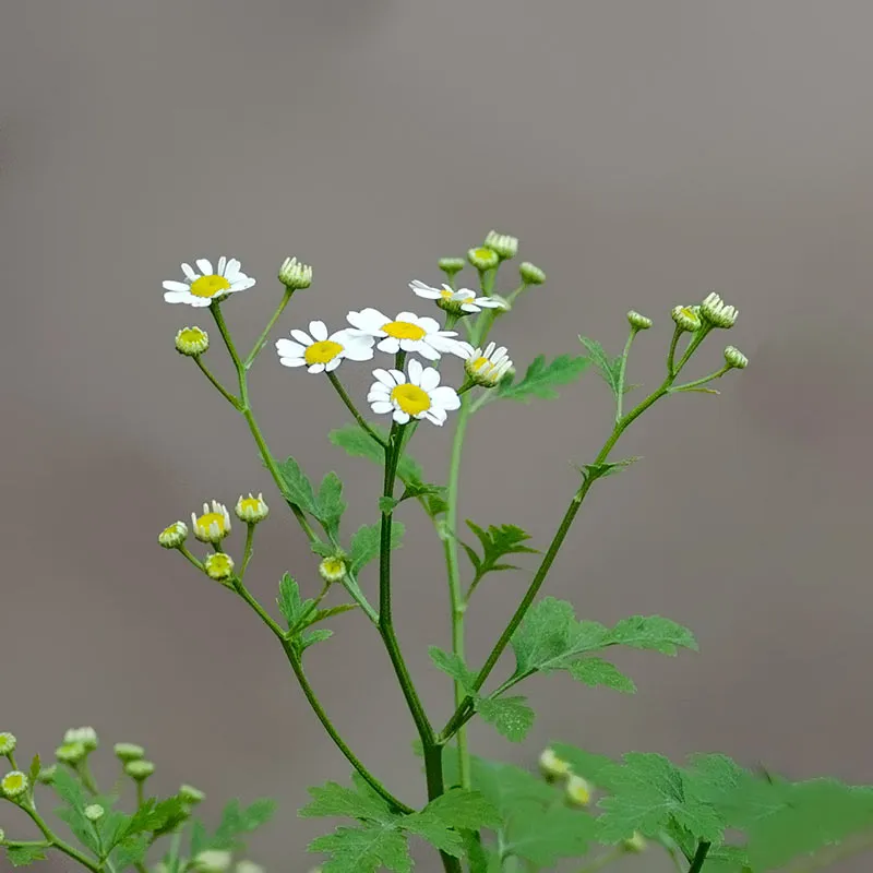 Urtegartneriet øko Matrem Tanacetum parthenium frø flerårig