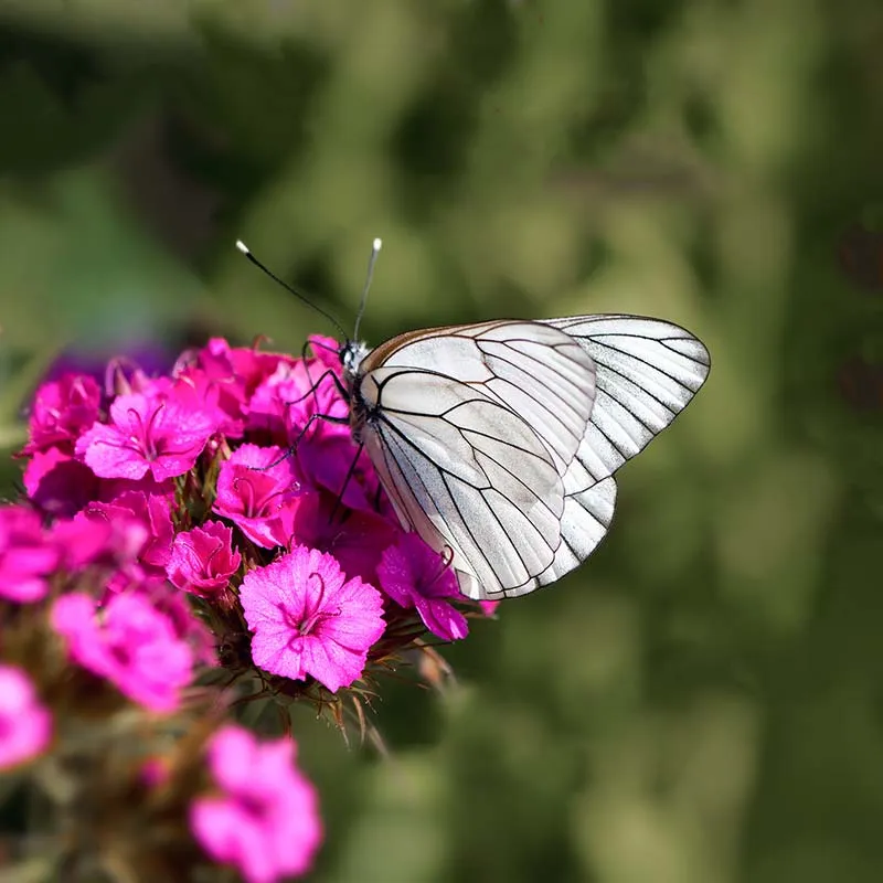 Urtegartneriet øko Studenternellike Dianthus barbatus frø 100 stk