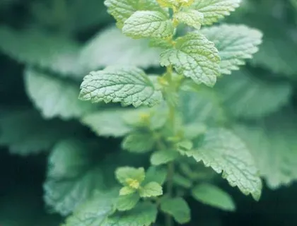 Holschers Citronmelisse frø staude til salat