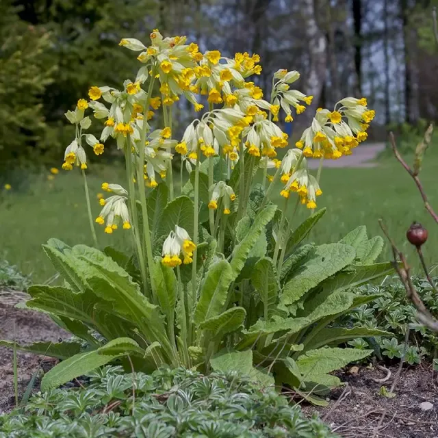 Urtegartneriet øko Kodriver frø Hulkravet Primula veris