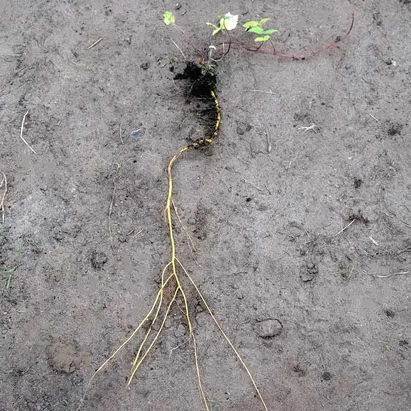 Urtegartneriet øko Brændenælde Urtica dioica frø ca. 200 frø
