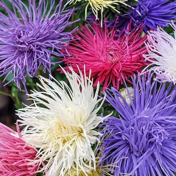 Natureseeds Kinesisk Asters Blanding frø 60 cm snit