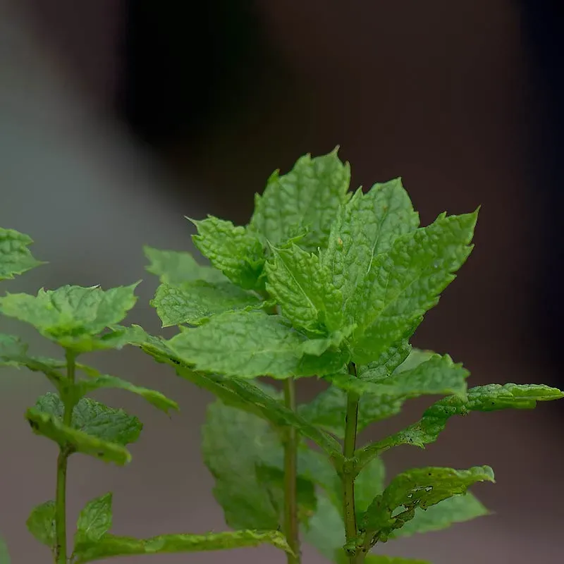 Urtegartneriet øko Grøn Mynte Mentha frø flerårig 80 cm