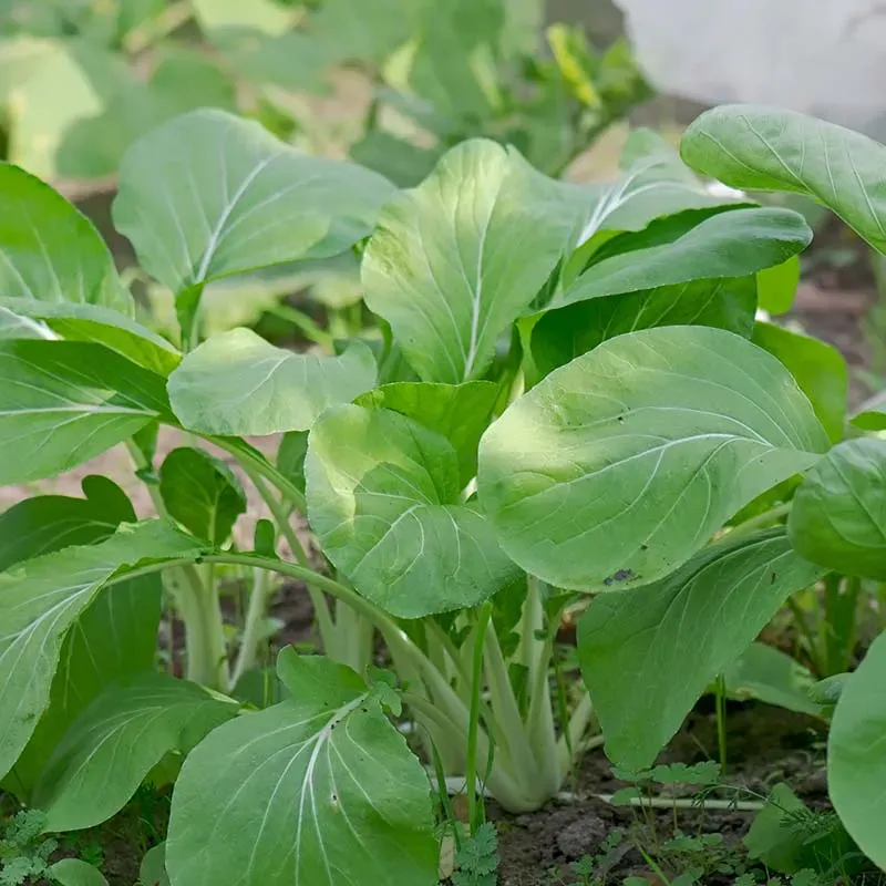 Urtegartneriet øko Kål Pak choi Taisai frø 50 stk