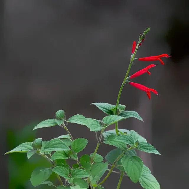 Urtegartneriet øko Appelsinsalvie frø Salvia elegans appelsin