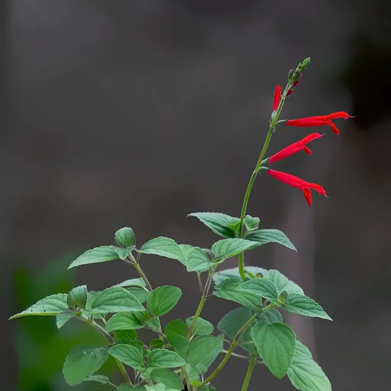 Urtegartneriet øko Appelsinsalvie frø Salvia elegans appelsin