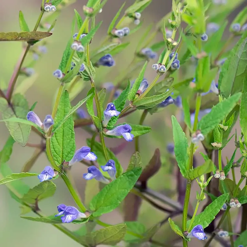 Urtegartneriet øko Skjolddrager frø 45 cm flerårig