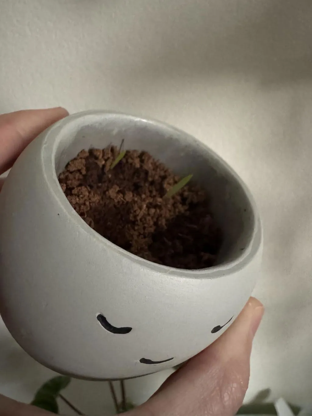 Buzzy Seeds Peaceful Pot dyrkningssæt kamille 1 potte