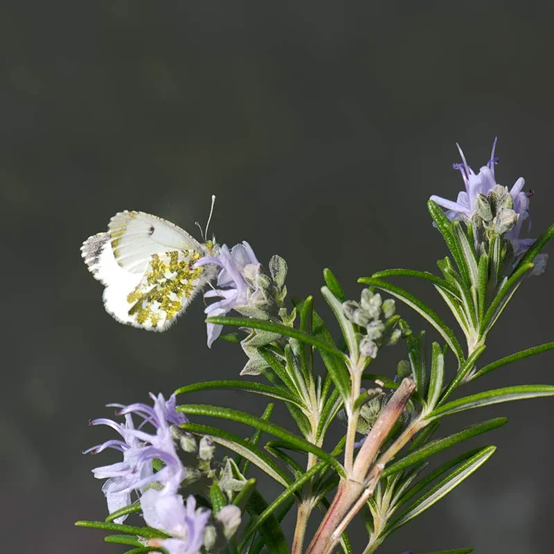 Urtegartneriet øko Rosmarin Rosmarinus officinalis frø ca. 100 frø krydderurt
