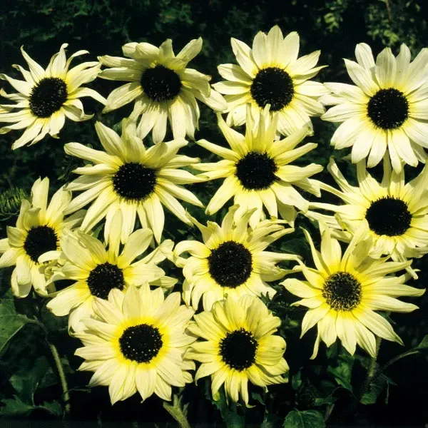 Natureseeds Vanilla Ice solsikkefrø 10 stk cremehvid