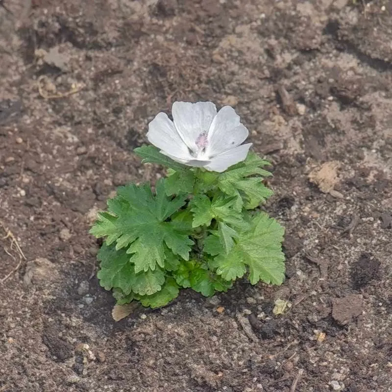 Urtegartneriet øko Moskuskatost blomsterfrø 100 frø