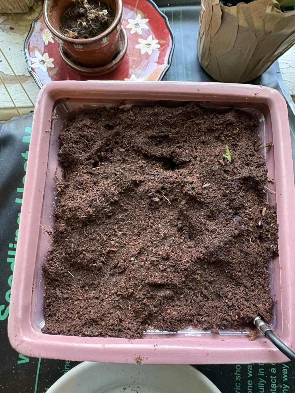 Buzzy Seeds Lavender dyrkningssæt hvid kurv duftende