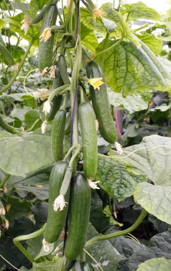 Natureseeds Beth Alpha agurkefrø 10 stk snack