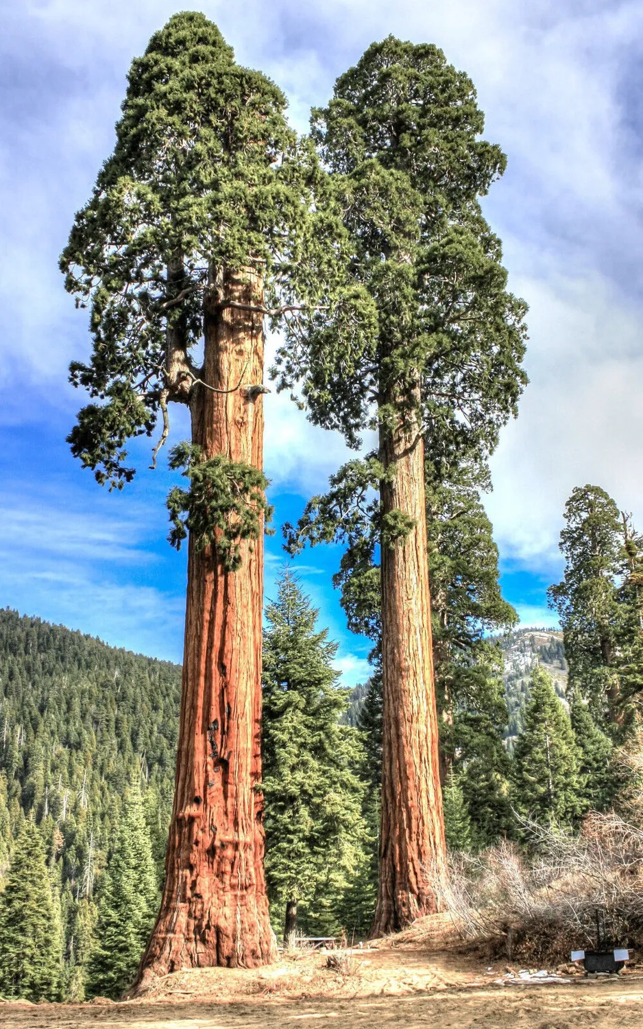 Natureseeds Mammuttræ frø 10 stk Sequoiadendron