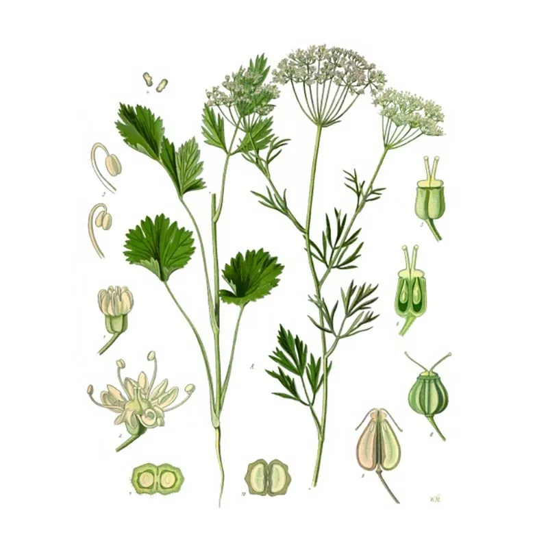 Urtegartneriet øko anis Pimpinella anisum frø ca. 200 frø
