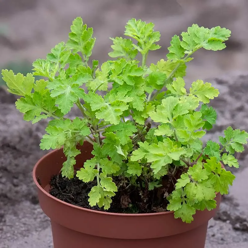 Urtegartneriet øko Matrem Tanacetum parthenium frø flerårig