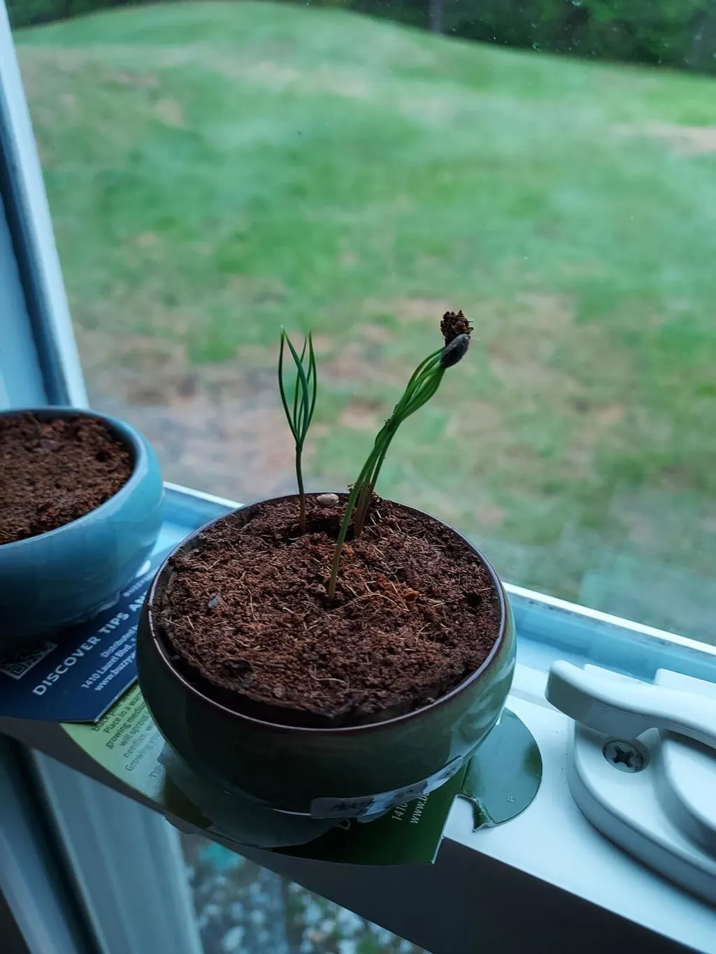Buzzy Seeds Tea Garden tedyrkningssæt 3-pak urter