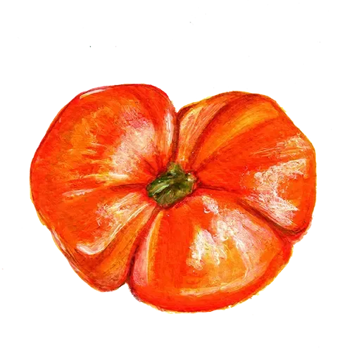NordFrö Cherokee Tiger Large Red tomatfrø bøf 100 cm
