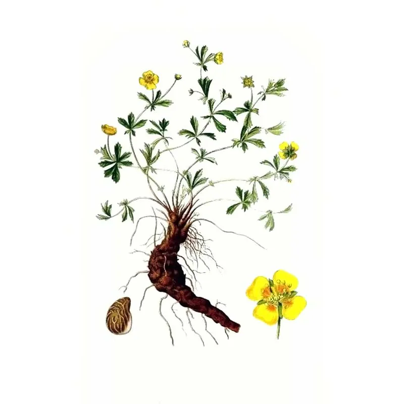 Urtegartneriet øko Tormentil Blodrod plante 30 cm