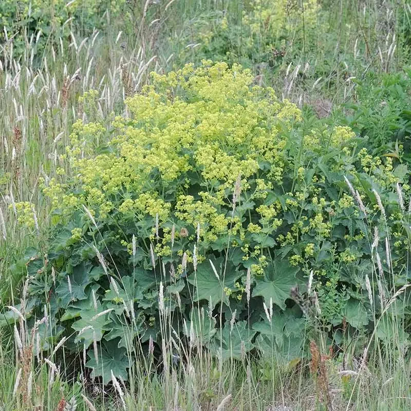 Urtegartneriet øko løvefod Alchemilla mollis frø