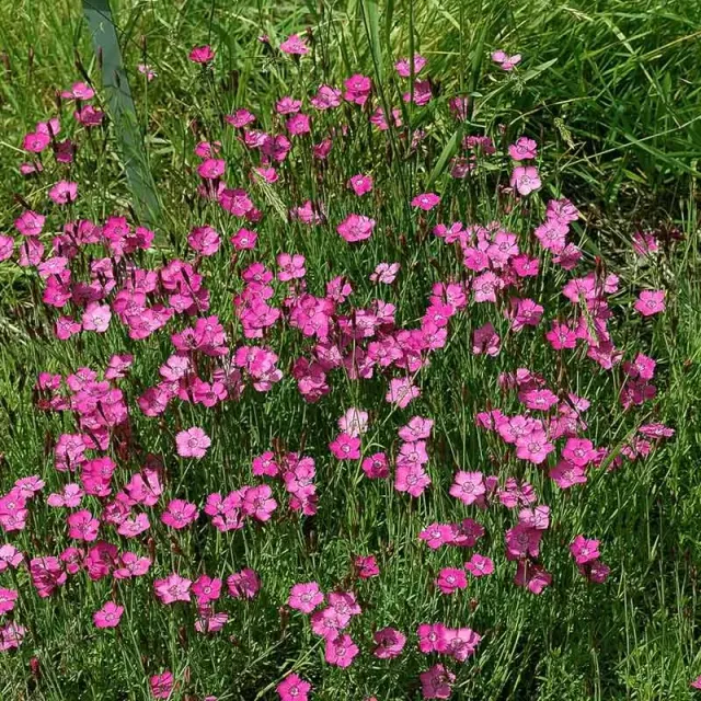 Urtegartneriet øko Bakkenellike Dianthus frø lyserød flerårig