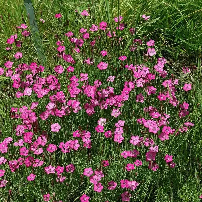 Urtegartneriet øko Bakkenellike Dianthus frø lyserød flerårig