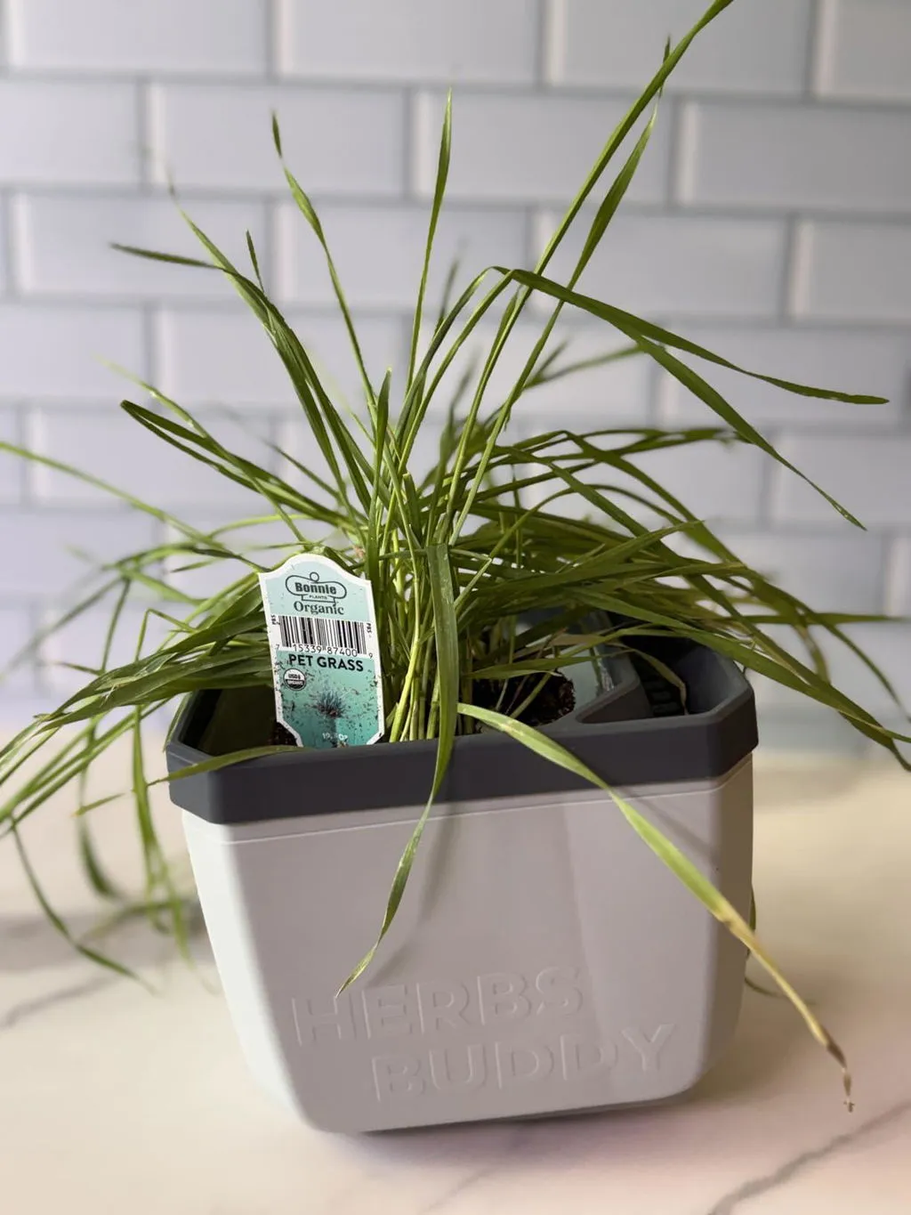 Buzzy Seeds selvvandende tomatpotte med espalier grøn