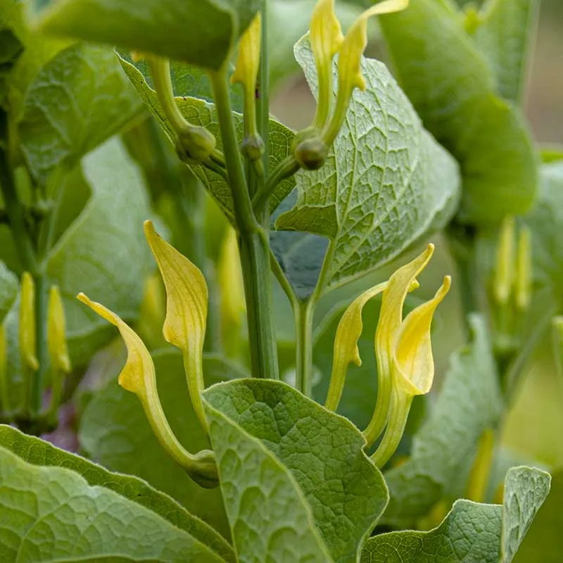 Urtegartneriet øko Slangerod Aristolochia clematitis frø flerårig