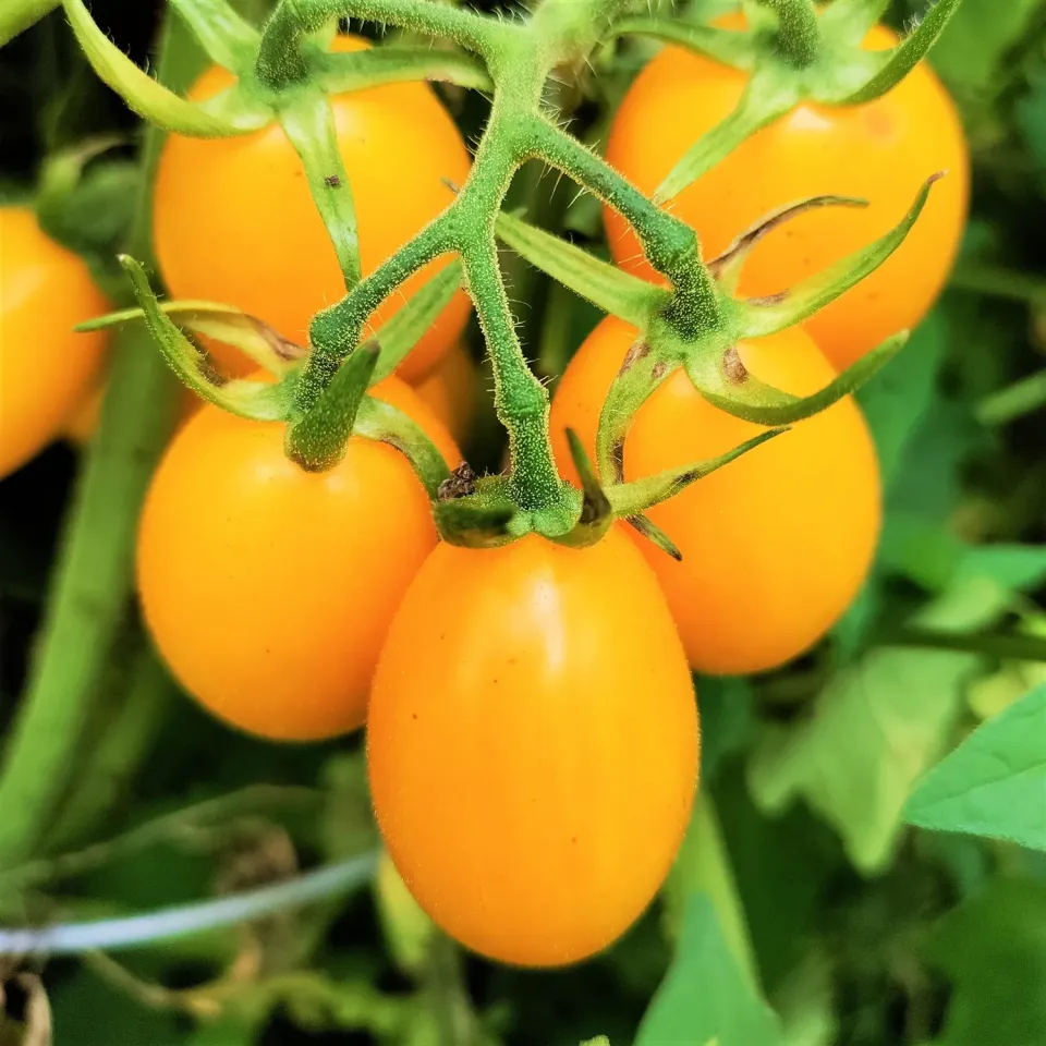 Natureseeds Gold Roma tomatfrø 10 stk gul