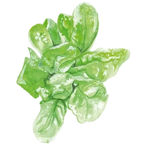 NordFrö Maikönig hovedsalatfrø tidlig