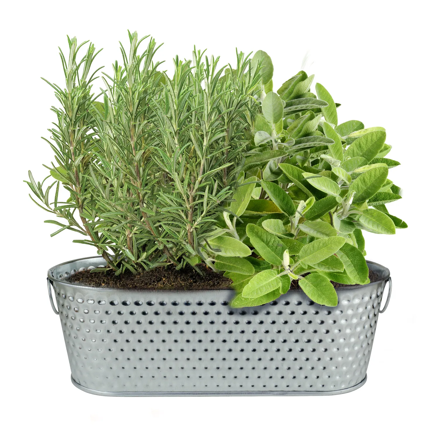 Buzzy Seeds Holiday Herb dyrkningssæt rosmarin salvie